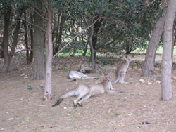 Kangaroos on the Course