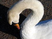 My swan